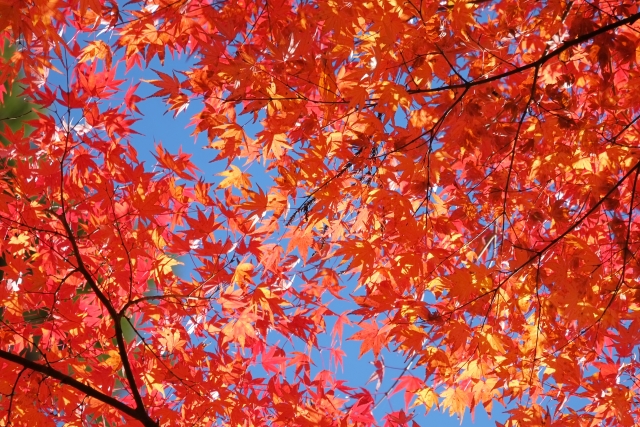 9月、秋になり髪の毛の乾燥やツヤが欲しい方にオススメです！